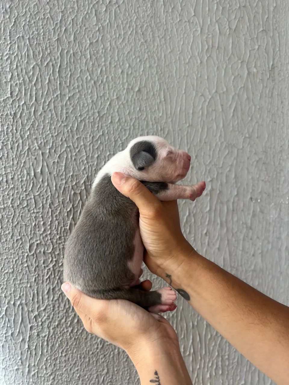 Vendo Filhotes de PitBull - Foto 5
