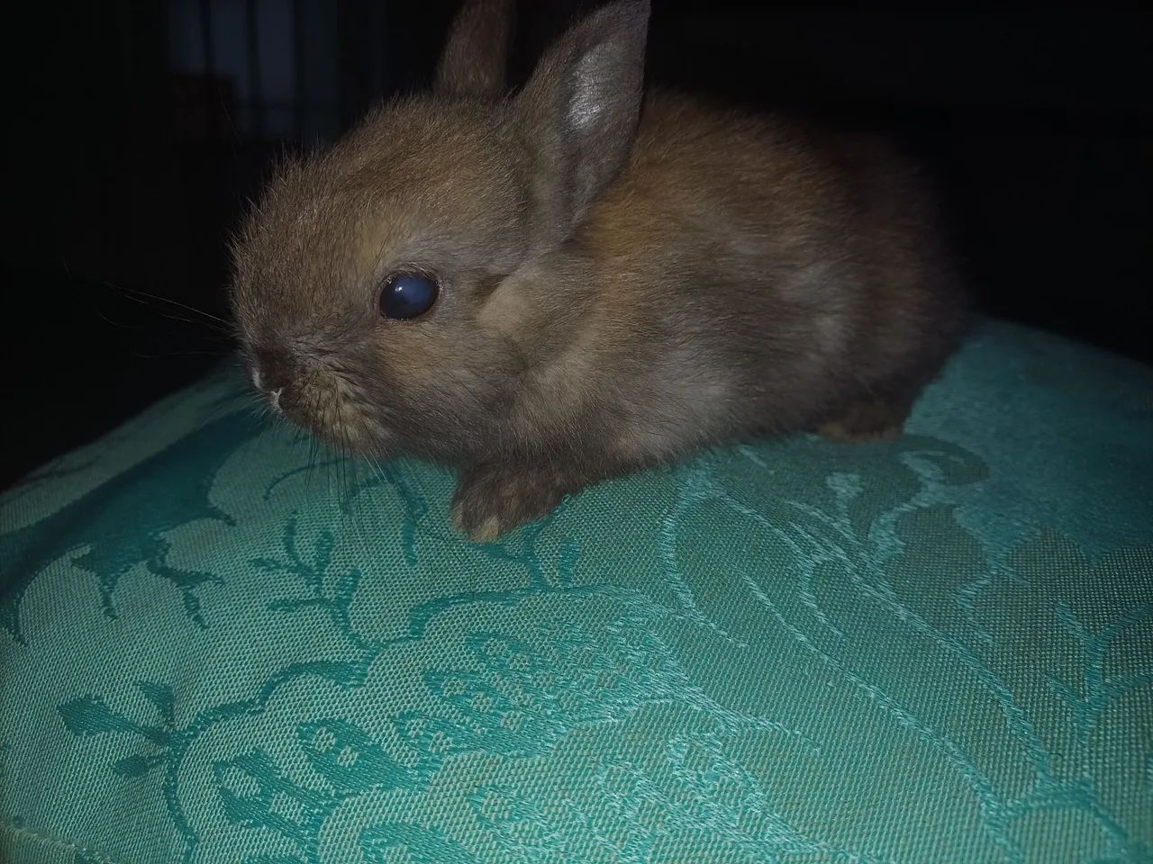 Filhotes de Netherland  - Foto 3