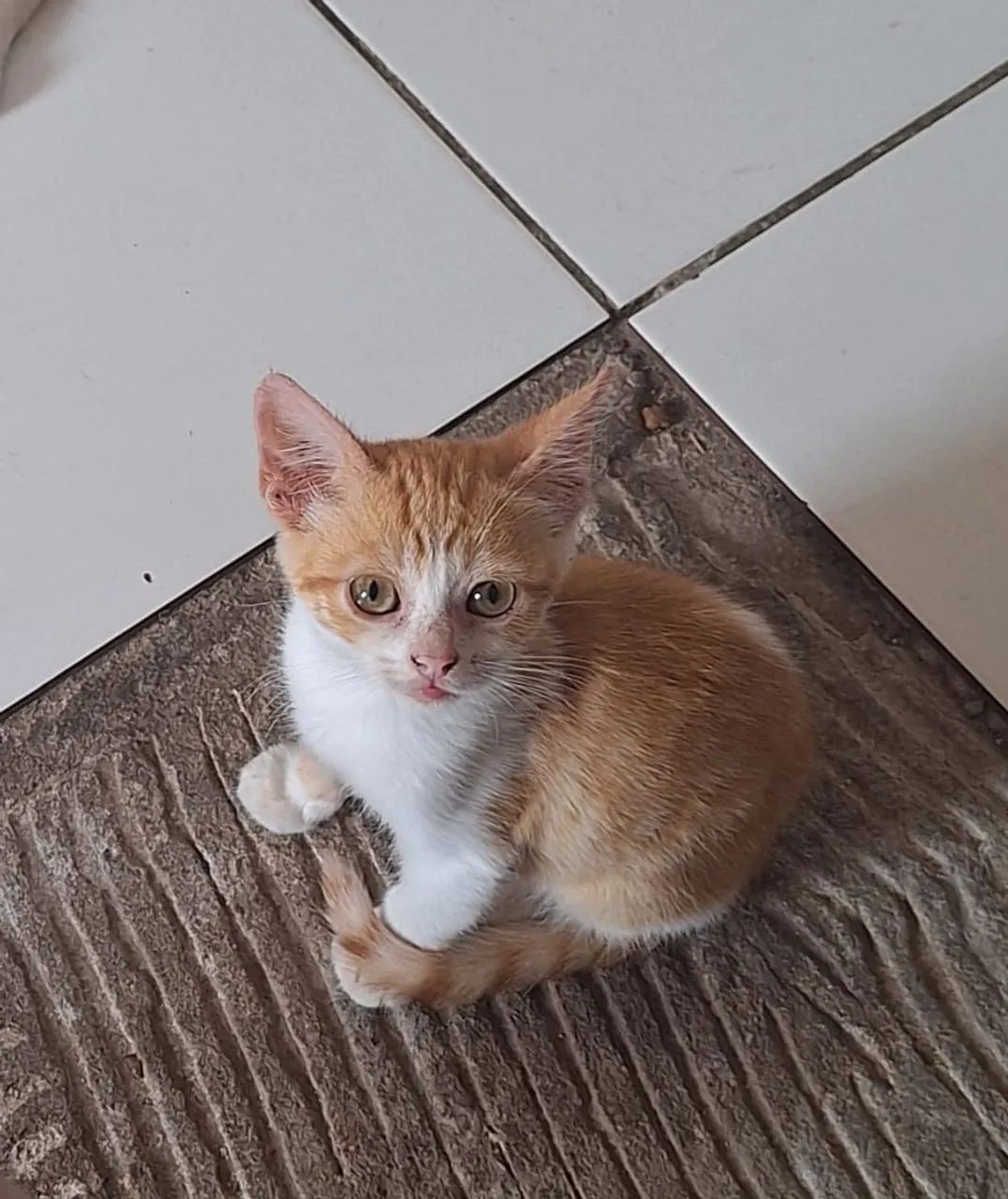 Doação de gato macho filhote - Foto 3