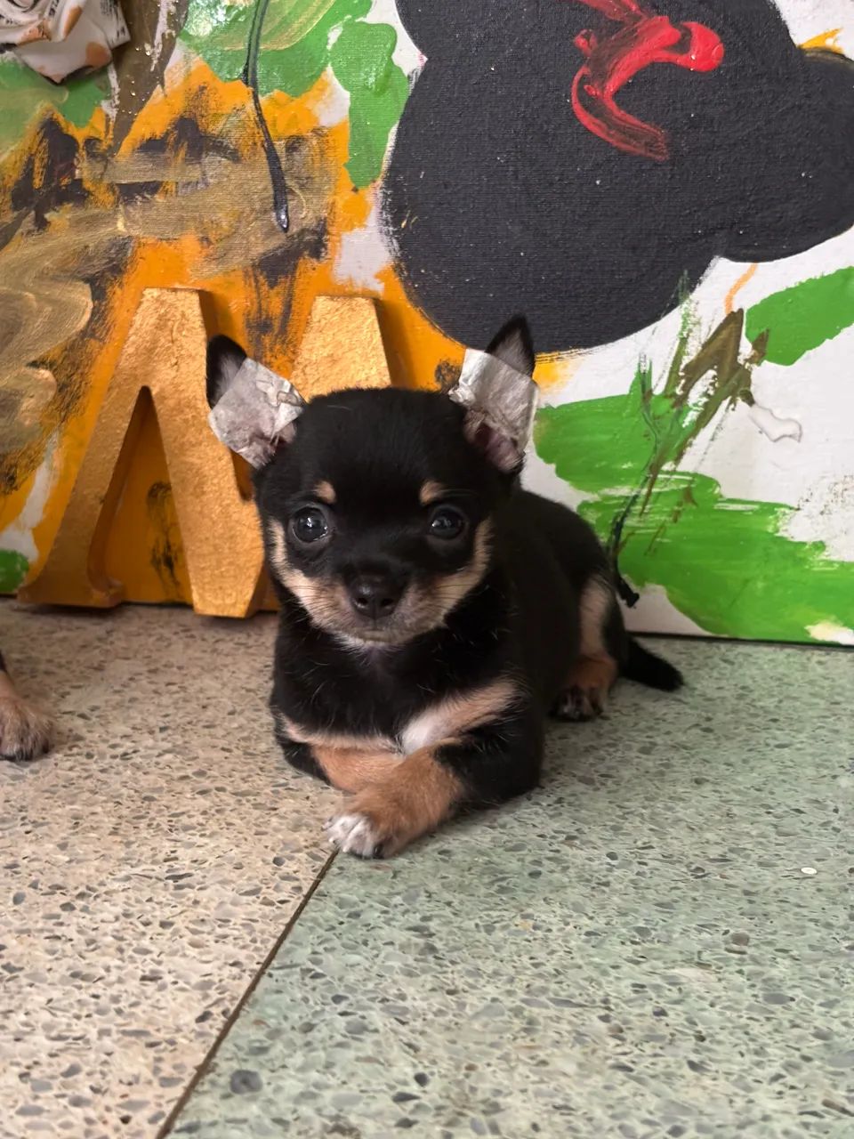Chihuahua  - Foto 2