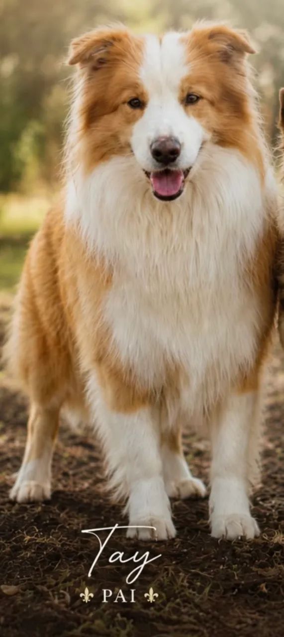 Boder collie macho com Pedigree  - Foto 3