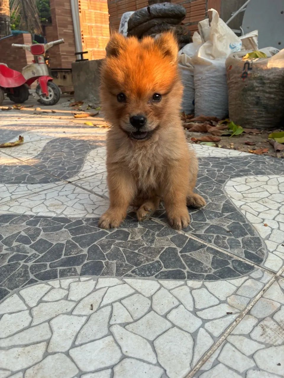 Chow Chow  - Foto 3