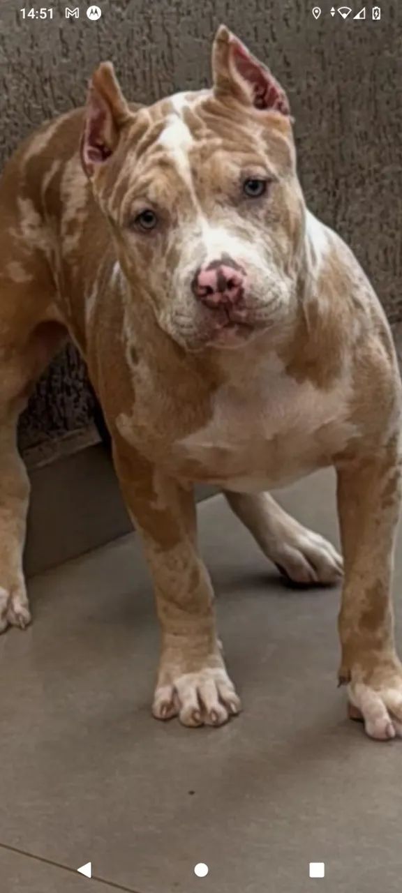 Vende filhote de Pitbull femea