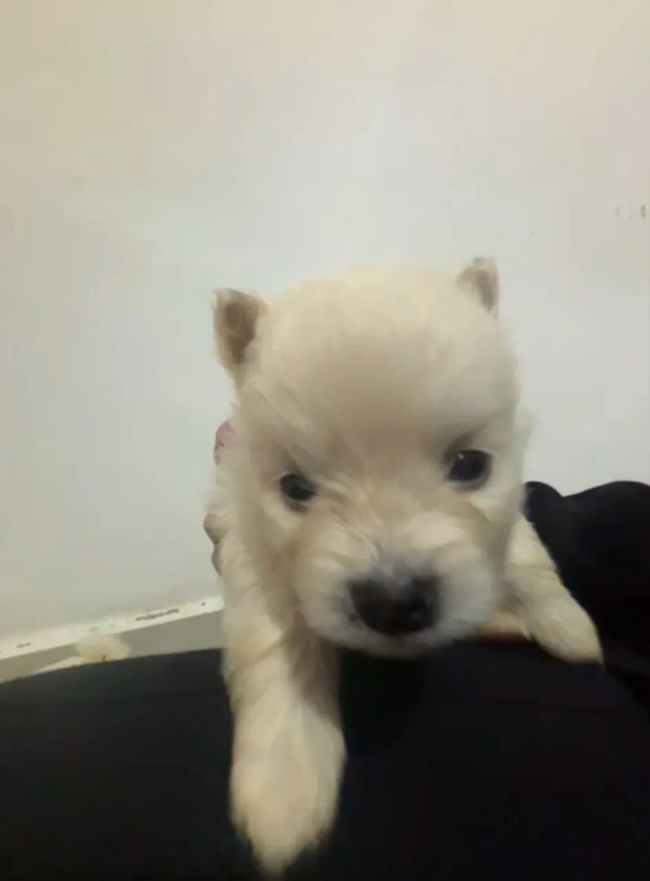 Spitz alemão  - Foto 2