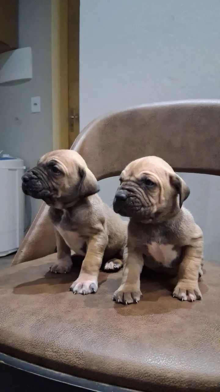 Vende-se Filhote de Fila Brasileiro  - Foto 6