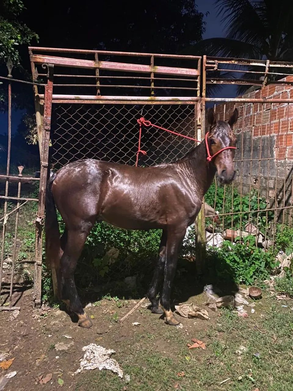 Potro mangalarga com QM - Foto 3