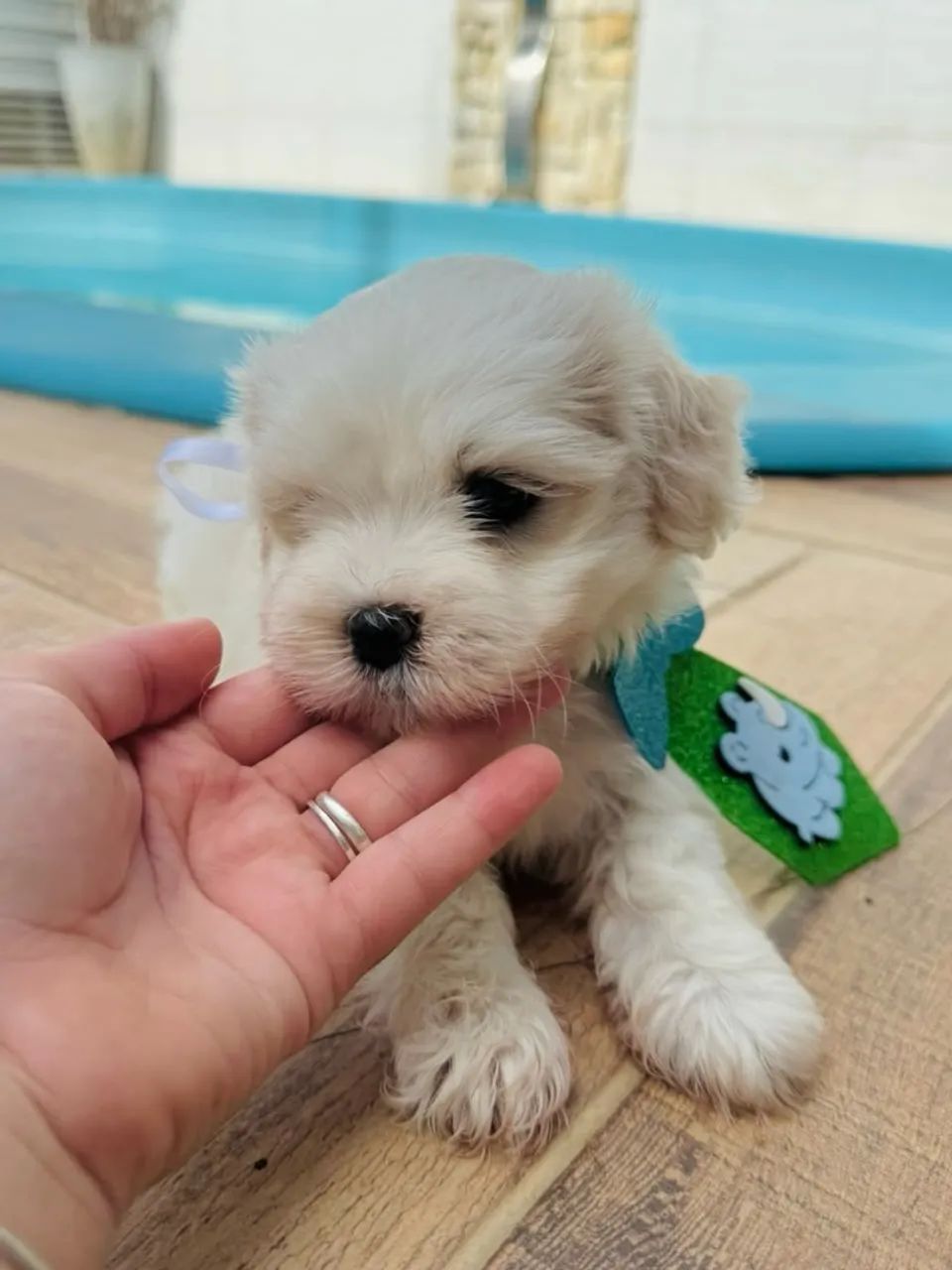 Lhasa apso macho - filhote   - Foto 2