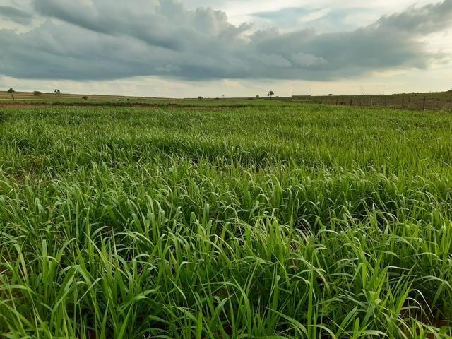 Fazenda com 515 hectares em Bataguassu toda formada em pastagem