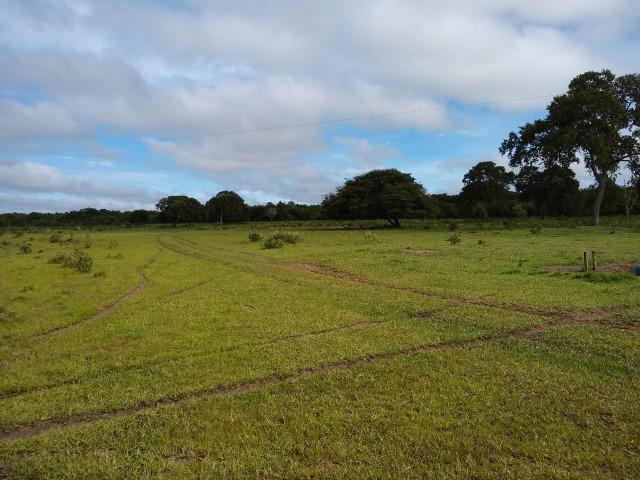 Fazenda a Venda - Foto 7