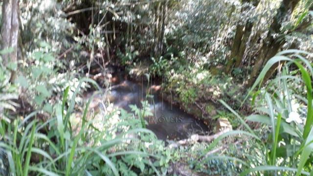 Sítio em gramado, linha tapera, 3,8 hectares - Foto 4
