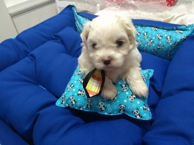 Maltês Machinho mini com Pedigree cbkc! Confira