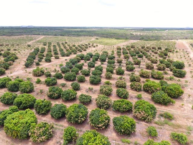 Fazenda 43 Hectares - Venda - Foto 4