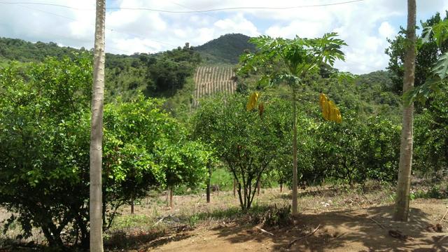 Sítio dos sonhos seu pedaço do Paraíso com 7 hectares por 150 mil - Foto 6