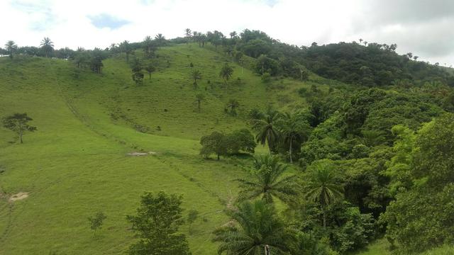 Linda Fazenda em Joaquim Gomes 60 hectares apenas 750 mil - Foto 14