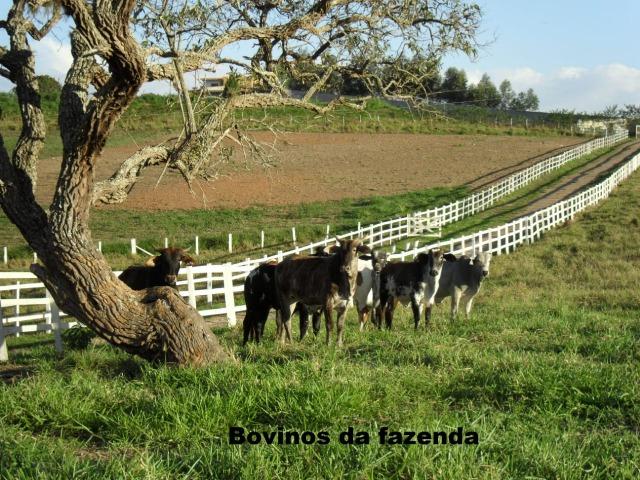 Fazenda com tudo (Casas, lagos, heliporto etc) - Foto 8