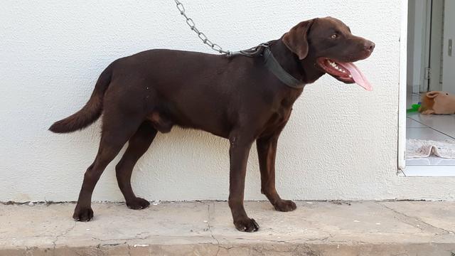 Labrador disponível para cobertura - Foto 5