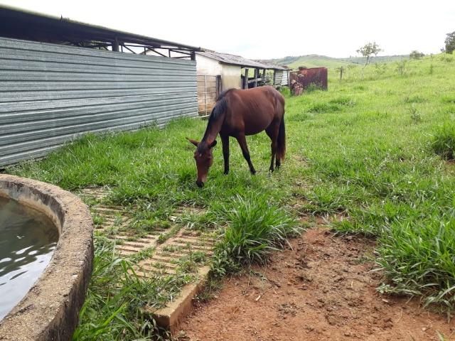 Fazenda Linda - Foto 2
