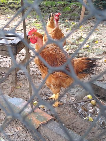 FRANGO pescoço pelado - Foto 3