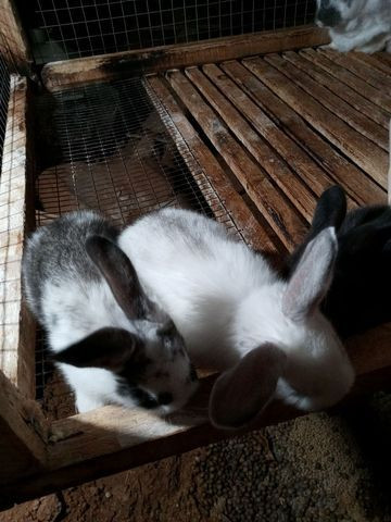 Vendo filhotes de coelhos - Foto 6