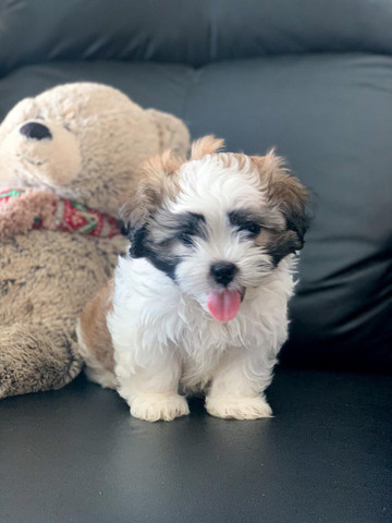 Shihtzu Macho - Branco com Caramelo, linhagem especial - Foto 4