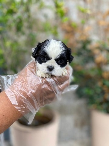 Shih tzu