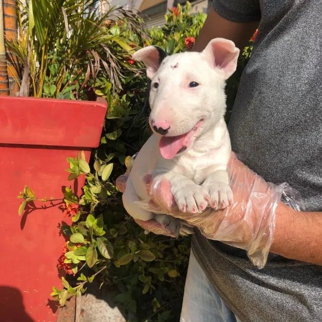 Bull Terrier Inglês: confira tudo sobre essa raça