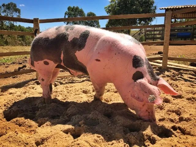 Porco Pietrain, Porco Duroc, Porco Moura em Minas Gerais - Suínos Prime - Minas Gerais - Foto 3