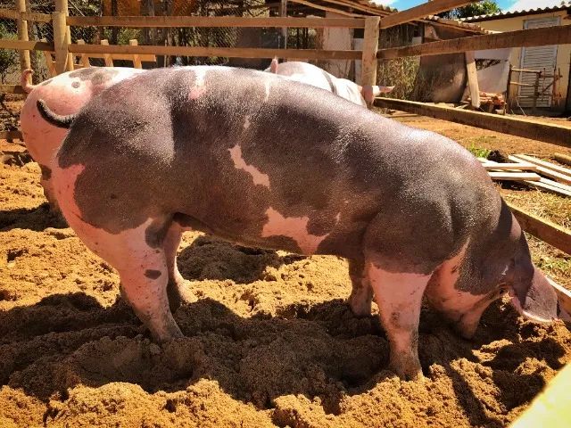 Porco Pietrain, Porco Duroc, Porco Moura em Minas Gerais - Suínos Prime - Minas Gerais - Foto 4