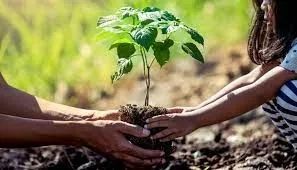 Terra preta para horta , plantas e jardins e esterco legitima  - Foto 6