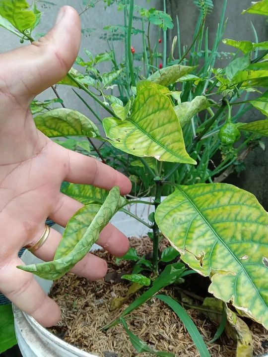 Mudas de Pimenta carolina reaper - Foto 3