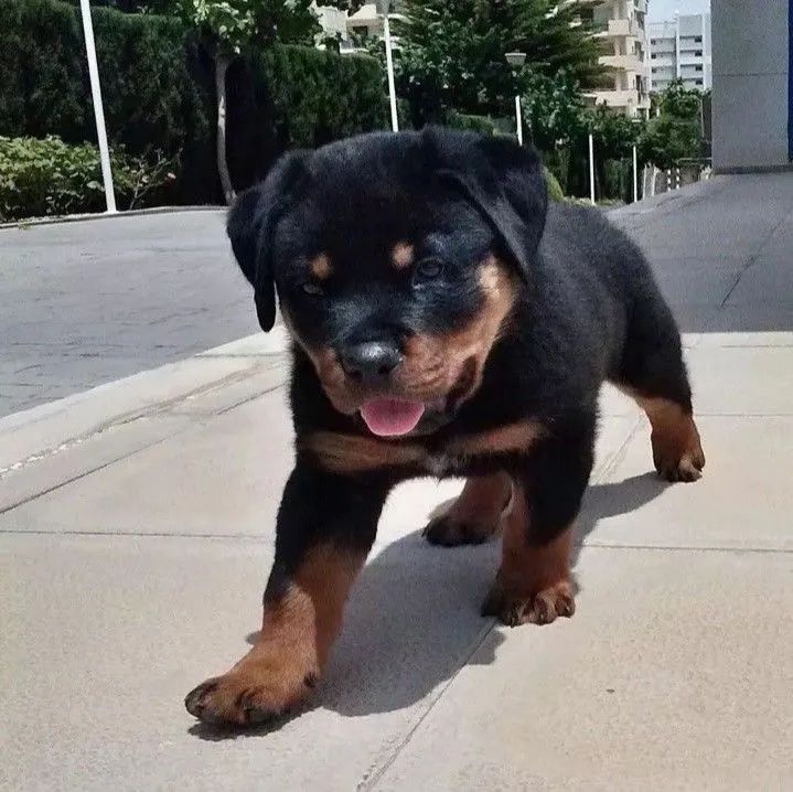 Rottweiler Filhote Cabeça De Touro