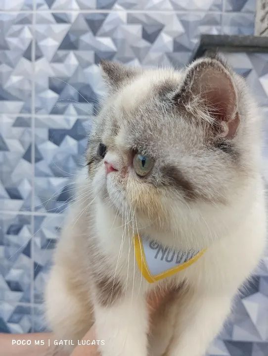 Persa macho exótico  facilito pagamento - Foto 4