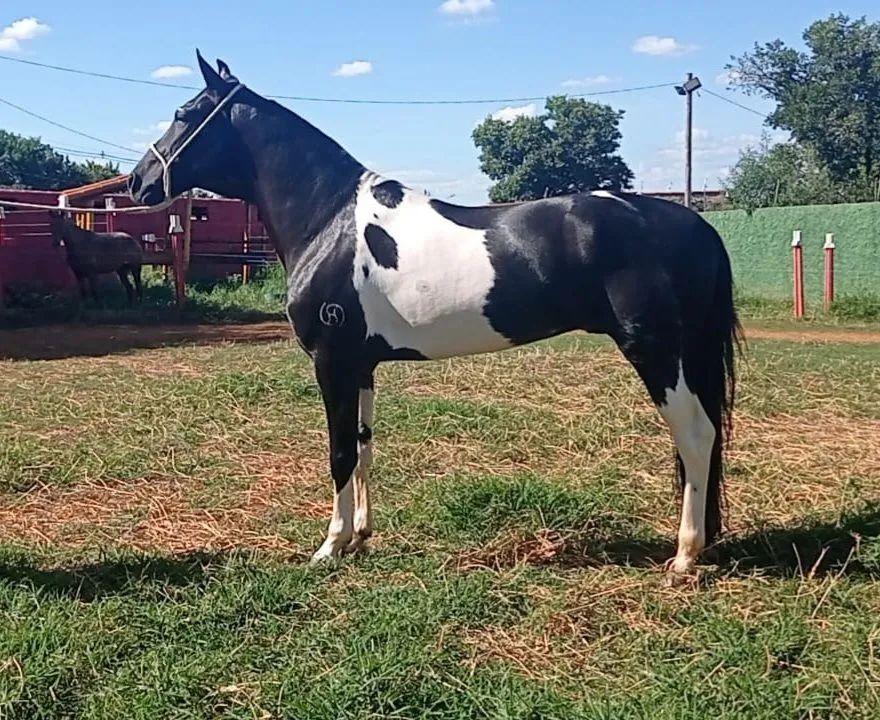 Coberturas - Preto Pampa Marcha Picada - Foto 4