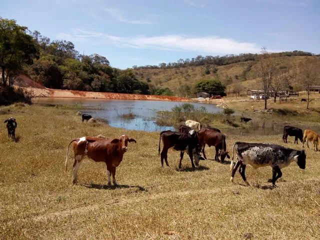 Fazenda 62 hectares em Pará de Minas 