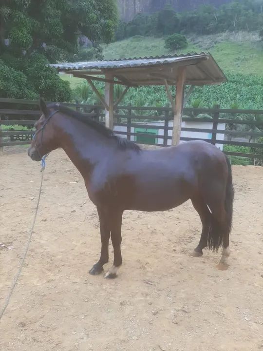 Cavalo Mangalarga  - Foto 2