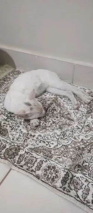 Gatinho branco fofinho para adoção - Foto 3