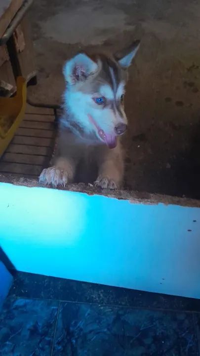 Fêmea Husky Siberiano 