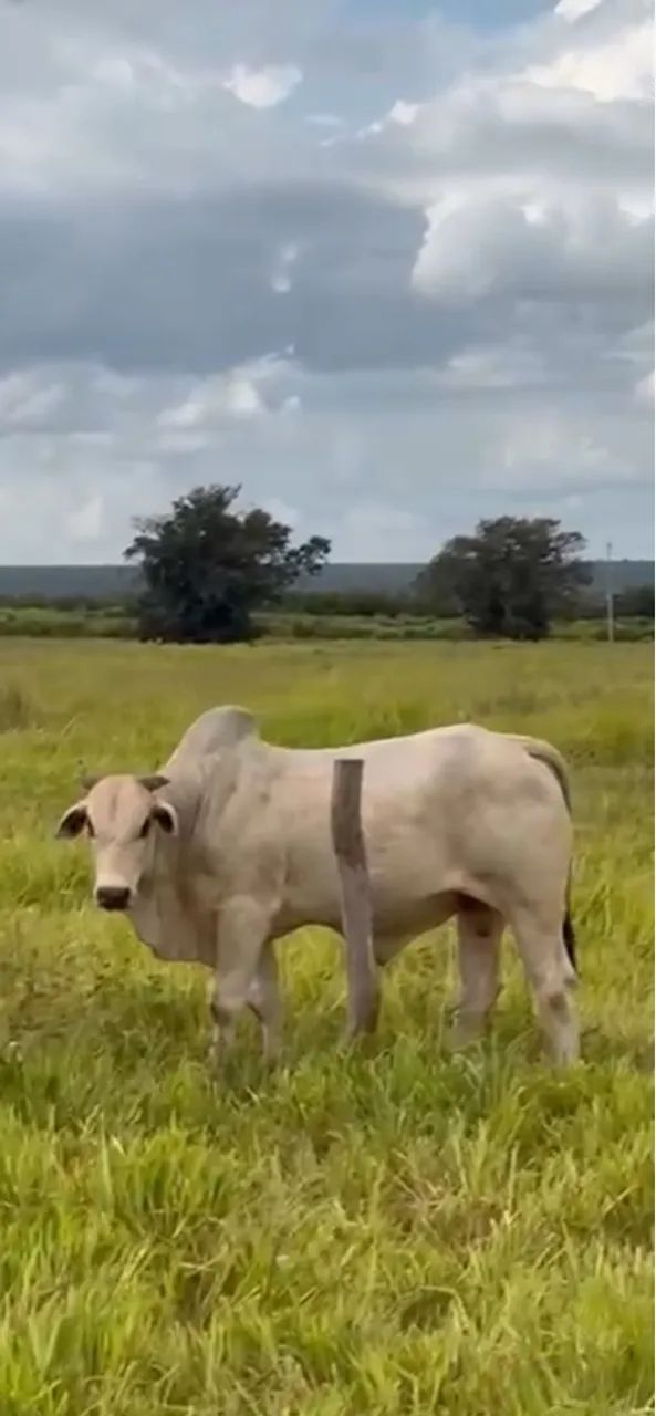 LOTE COM 02 NELORE REGISTRADOS - Foto 4