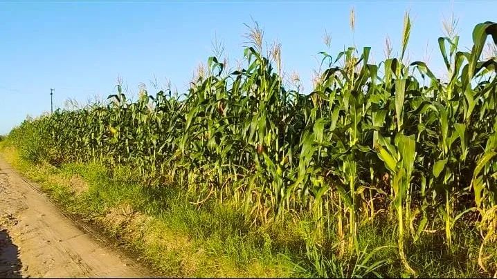 MILHO VERDE FRESCO - DIRETO DA ROÇA PARA SUA MESA! - Foto 2