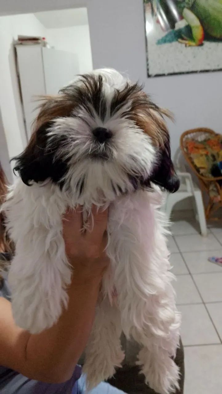 Filhote Shih Tzu fofo e charmoso - Foto 2