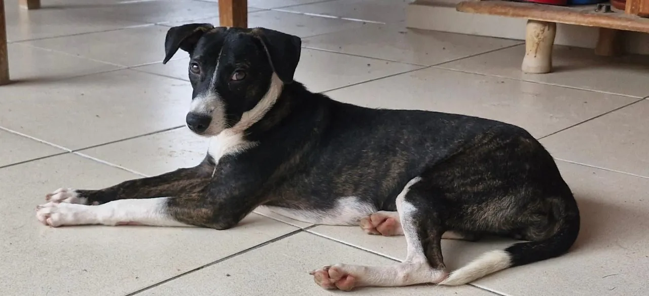 Cachorrinha para adoção (fêmea)