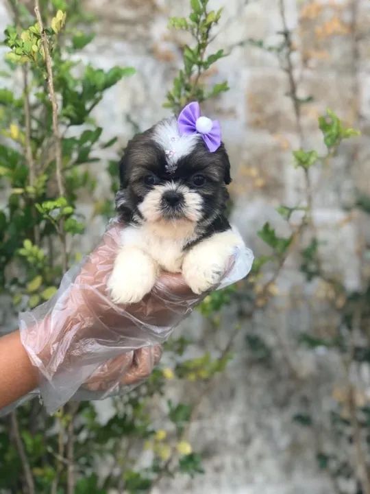 Shih Tzu filhotes em loja- Seu caozinho com garantias exclusivas- contato na descrição - Foto 2