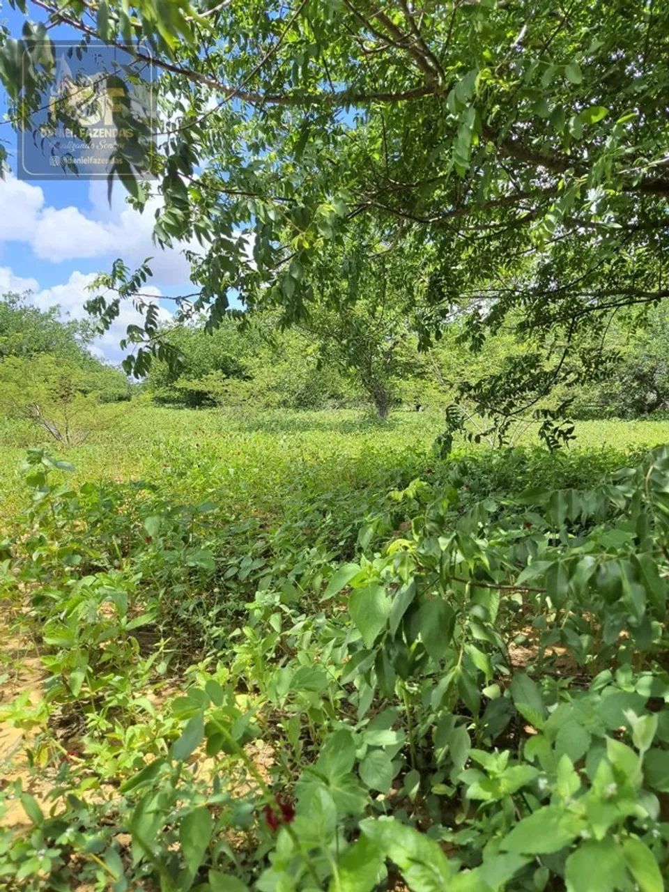 Fazenda com 45 hectares em jandaira com 2 poços tubulares 100% plana - Foto 5