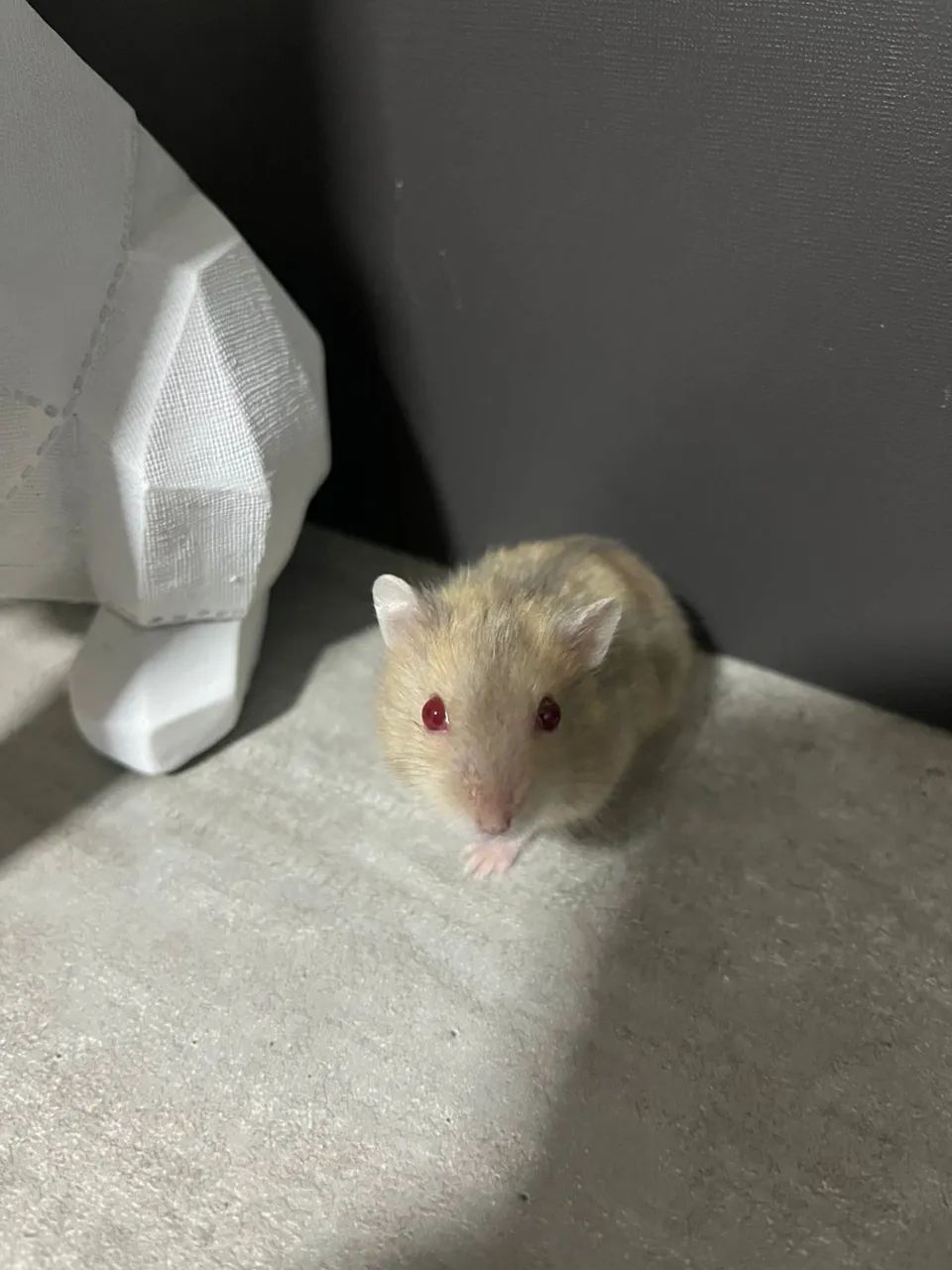 hamster anão russo, image size:960x1280