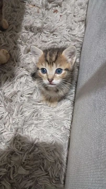 Gatinhos fofinhos para adoção - Foto 4