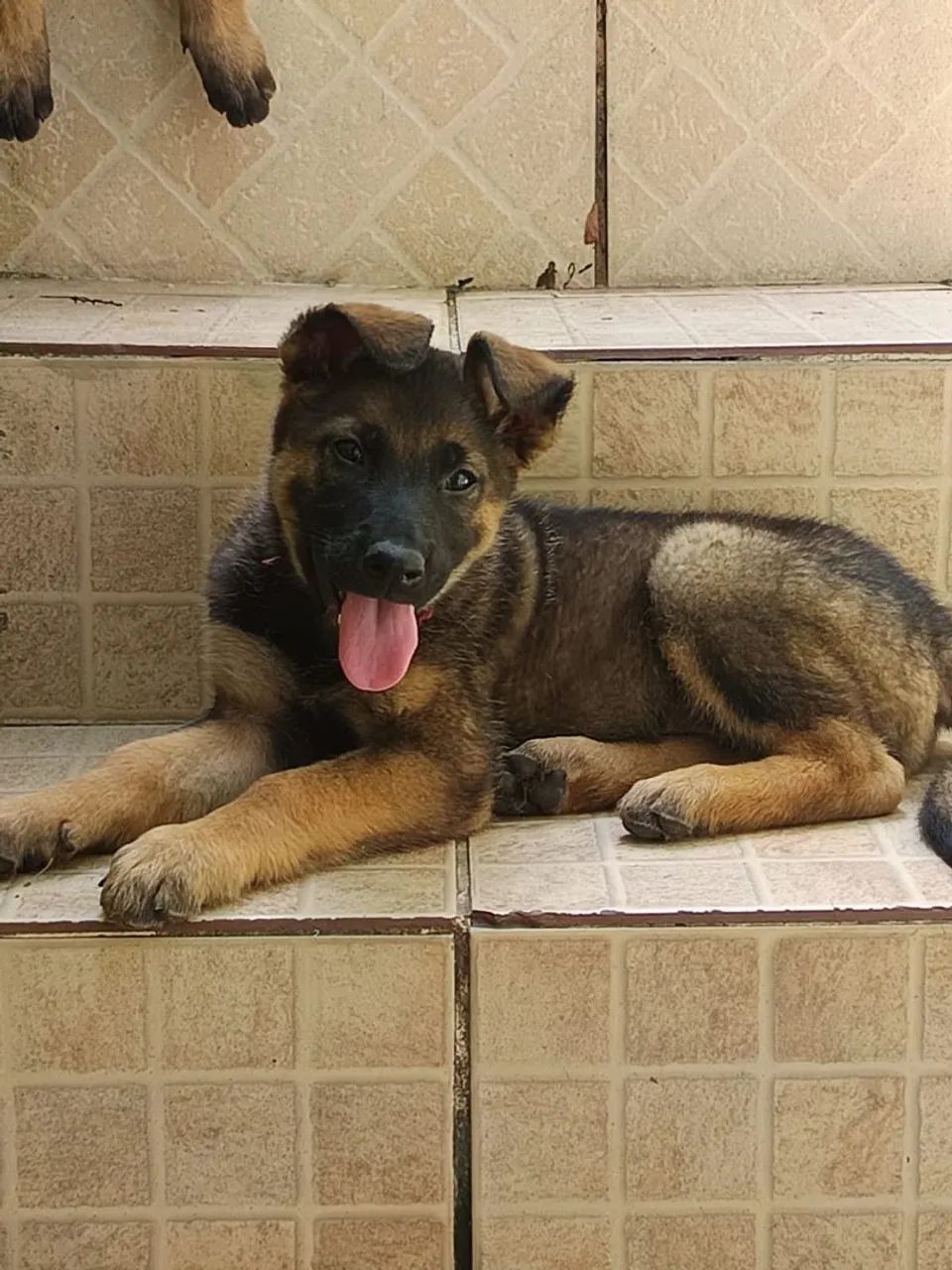 Pastor malinóis  - Foto 5