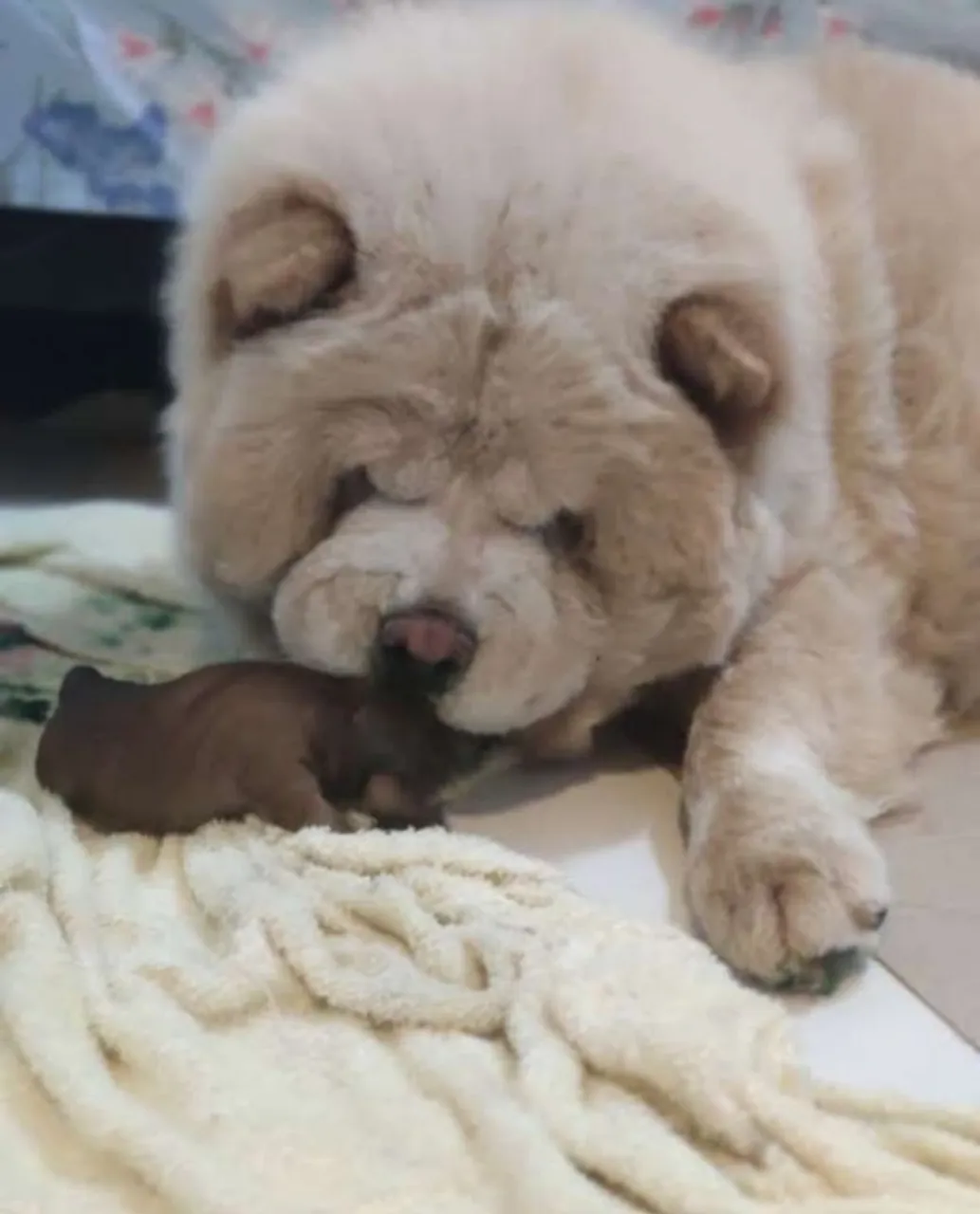 Filhote de chowchow