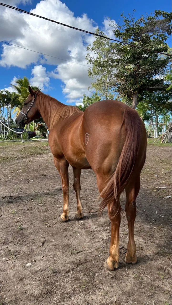 Égua QM PO a venda  - Foto 4