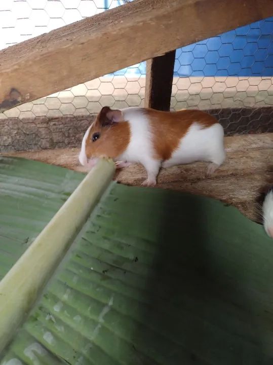 Porquinho macho 30 dias - Foto 3