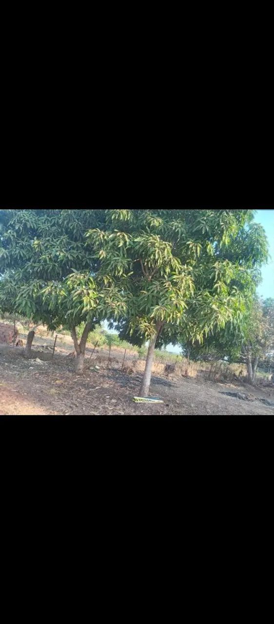 Foto - Teresina - Gurupi